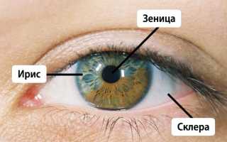 Что такое склера?