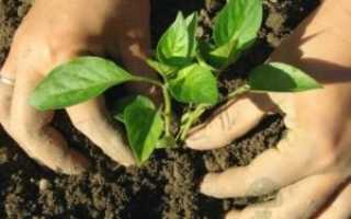 Как лечить аспергиллез на ногтях