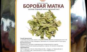 Боровая матка — полезные свойства, показания, особенности применения