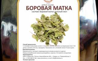 Боровая матка — полезные свойства, показания, особенности применения