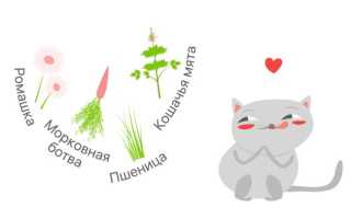 Можно ли давать ромашку кошке при отравлении