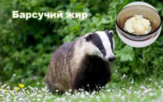 Барсучий жир — полезные свойства и противопоказания, применение в народной медицине