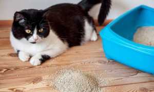 Могут ли быть глисты у кошки если их не видно в кале