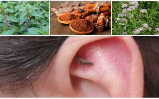 Что отпугивает малярийных комаров