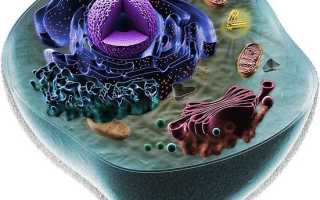 Клетки животных