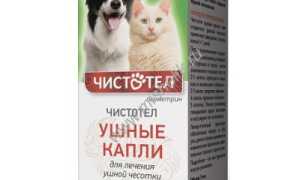Как использовать чистотел в лечении чесотки