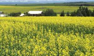 Рыжиковое масло – польза, вред, как принимать