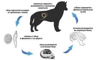Красные глисты у собаки что делать в глазах