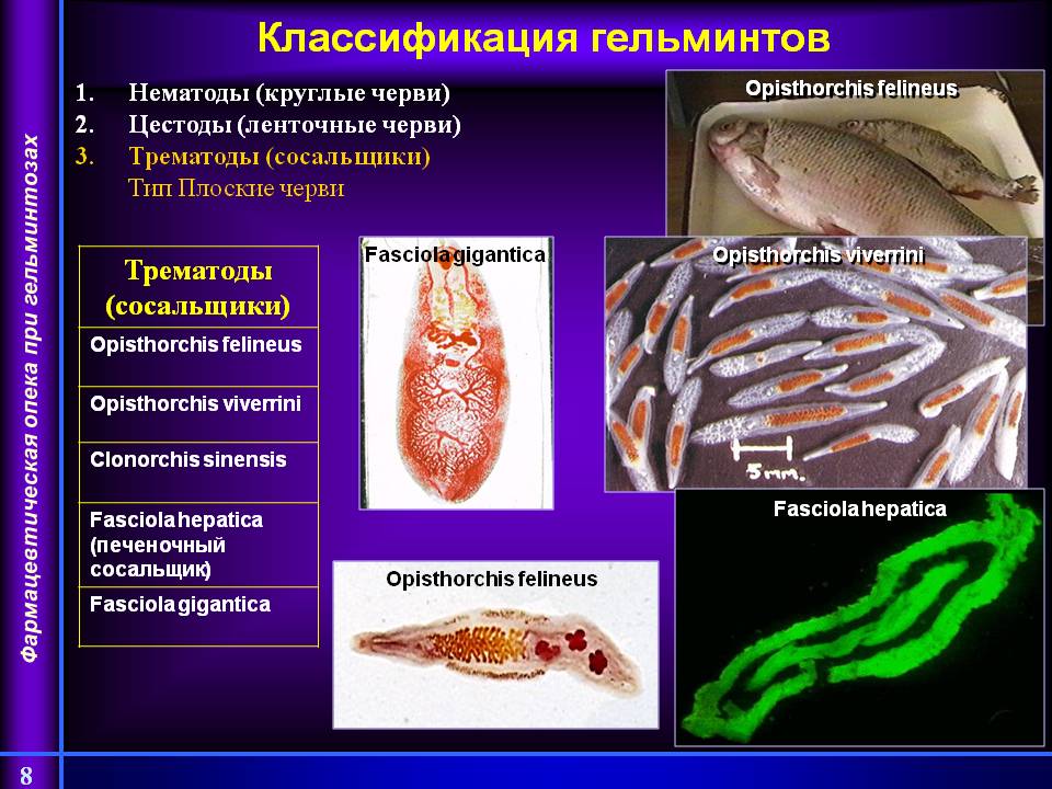 На фото слайде показана классификация гельминтов. Нематоды (круглые черви) Цестоды (ленточные черви) Трематоды (сосальщики) Тип Плоские черви. Трематоды (сосальщики). Opisthorchis felineus. Opisthorchis viverrini. Clonorchis sinensis. Fasciola hepatica (печеночный сосальщик). Fasciola gigantica.
