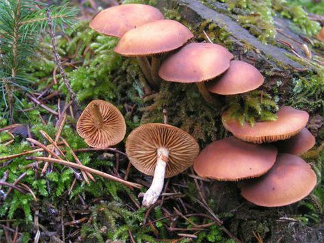 Токсичный и ядовитый гриб Галерина окаймлённая (Galerina marginata). Иногда ошибочно принимают за галлюциногенные грибы, осенние грибы ядовиты и могут быть смертельными, если их съесть.