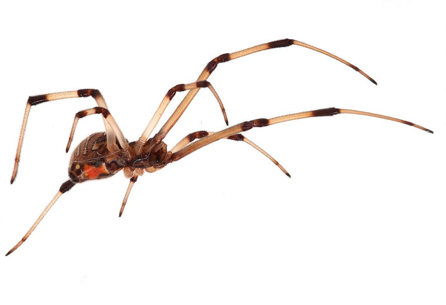 Коричневая вдова паук (Latrodectus geometricus).