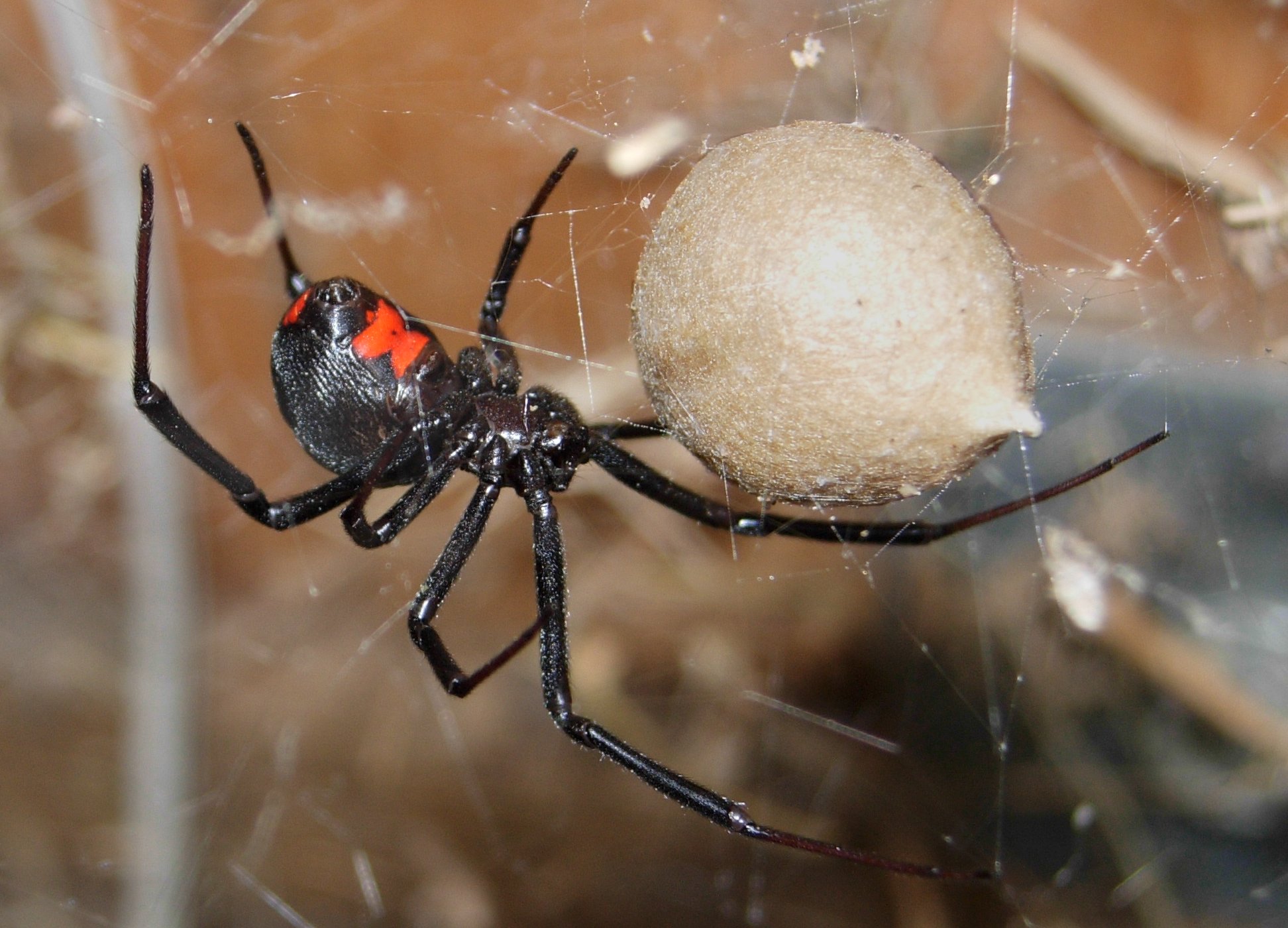 Черная вдова паук (Latrodectus mactans).