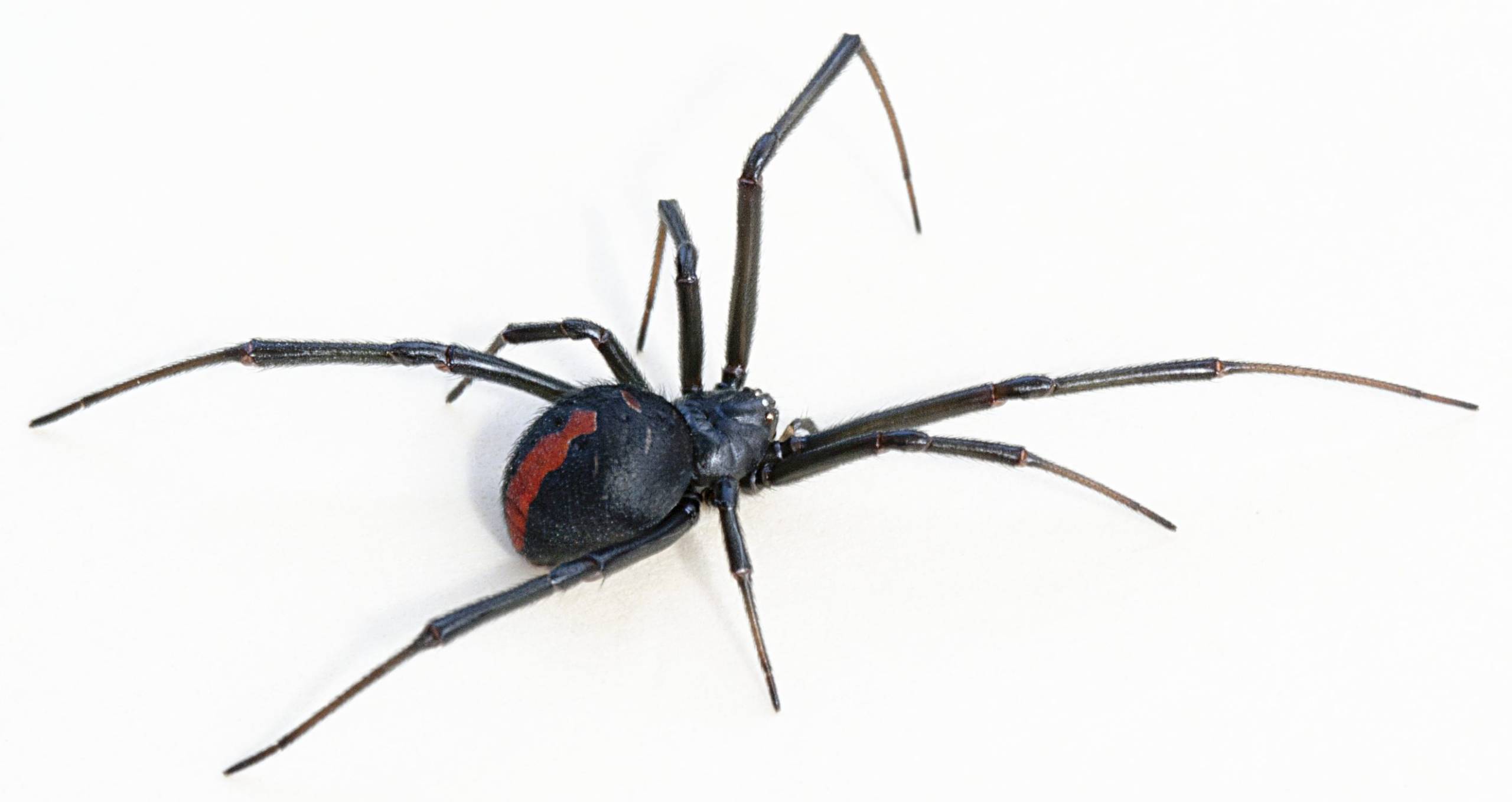 Красноспинный паук (Latrodectus hasselti)