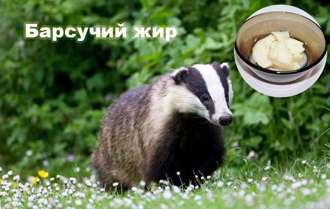 Барсучий жир - отличное общеукрепляющее средство, также обладает множеством других целебных свойств