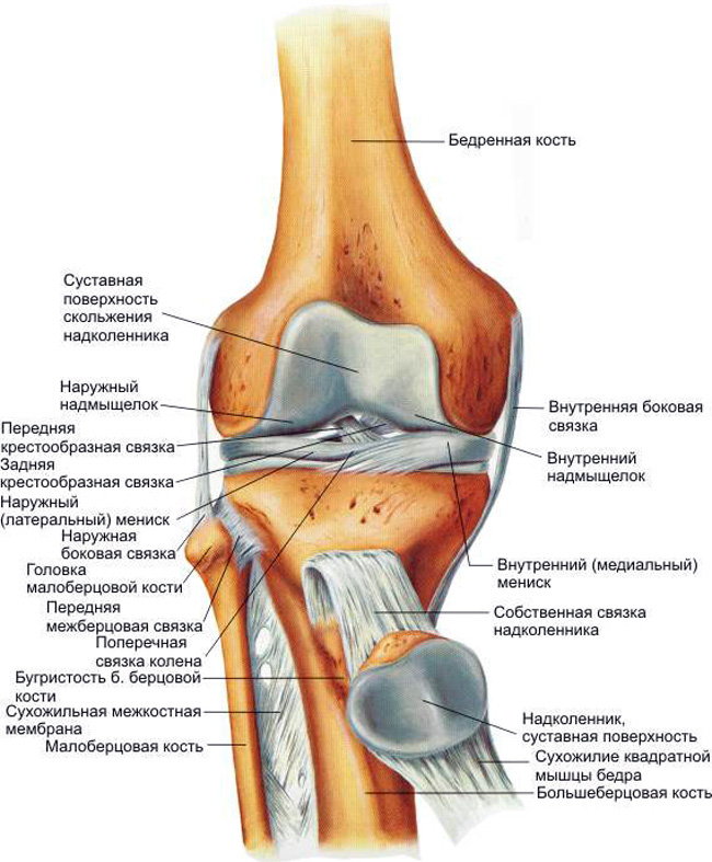 Сухожильные и хрящевые структуры коленного сустава