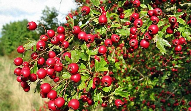Плоды и цветы боярышника приносят огромную пользу здоровью. Их свойства применяются для профилактики и лечения заболеваний сердца, сосудов и нормализации давления
