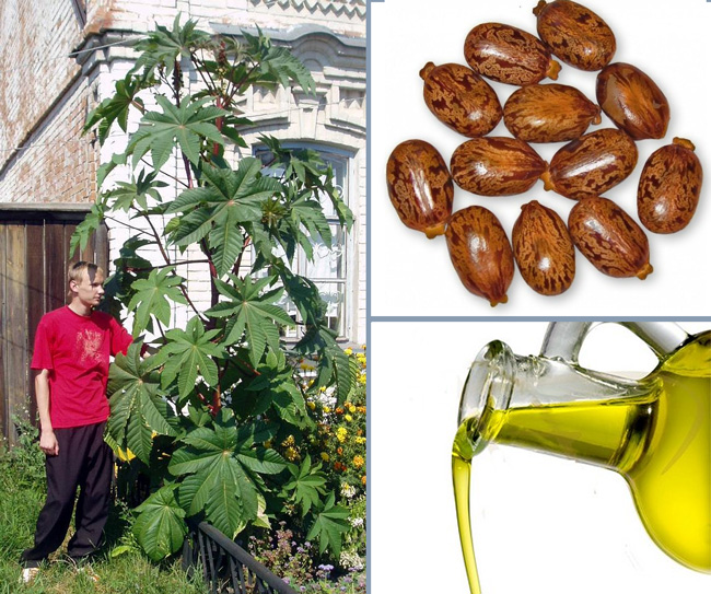 Касторовое масло получают путем холодного отжима семян клещевины обыкновенной