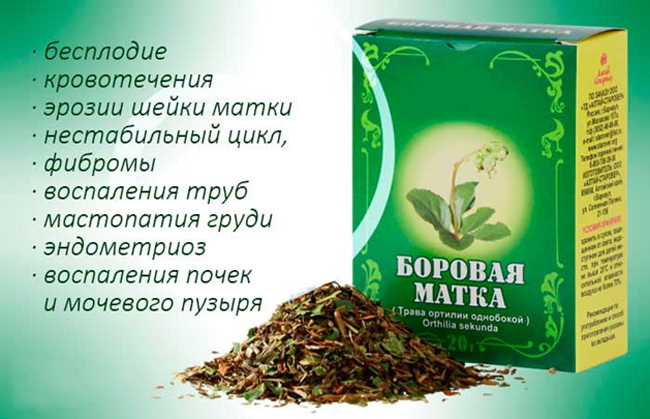 Боровая матка содержит фитогормоны, которые нормализуют работу репродуктивной системы женщины 