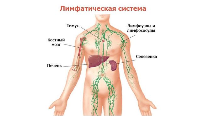 Лимфатическая система человека