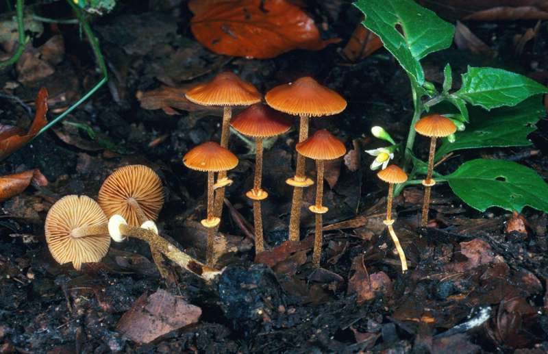 Ядовитые грибы Коноцибе филарис (Conocybe filaris). Этот вид является распространенным газонным грибом в Тихоокеанском Северо Западном регионе Соединенных Штатов. Прием внутрь может привести к летальной органной недостаточности.
