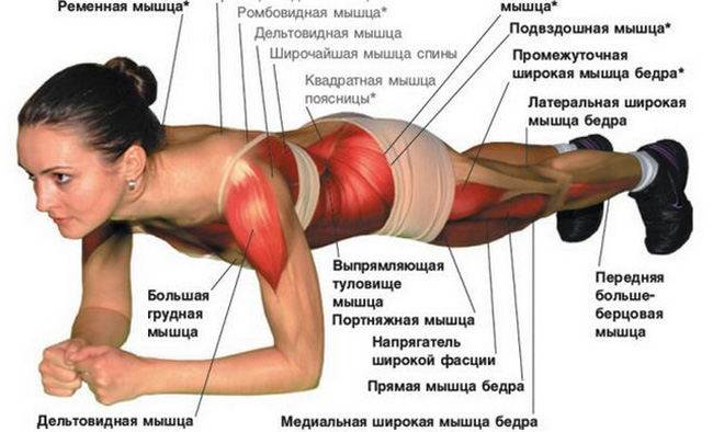 Планка – универсальное статическое упражнение, являющееся идеальным вариантом физических нагрузок для людей, не имеющих возможности регулярно посещать спортивный зал 