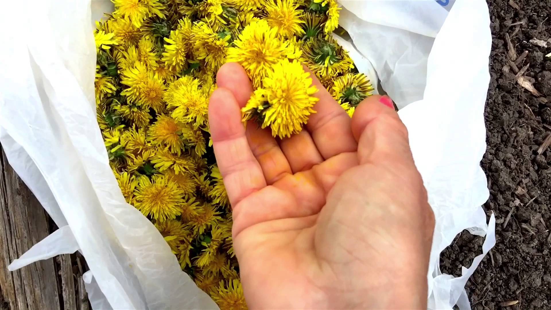 Одуванчик лекарственный (Taraxacum officinale) – всем знакомое многолетнее растение семейства сложноцветных, это одно из самых распространённых в мире растений