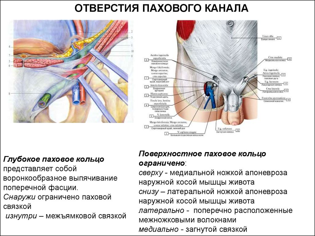 Глубокое и поверхностное паховые кольца