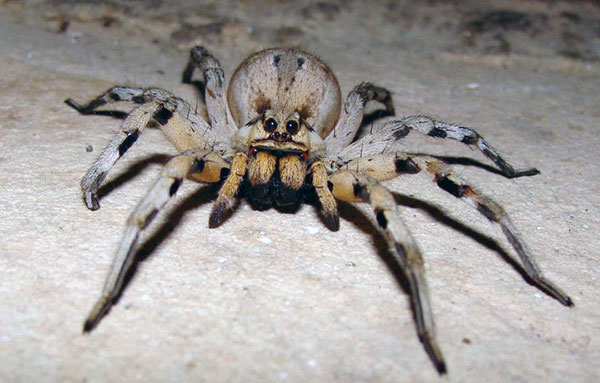 Волк-паук (семейство Lycosidae)