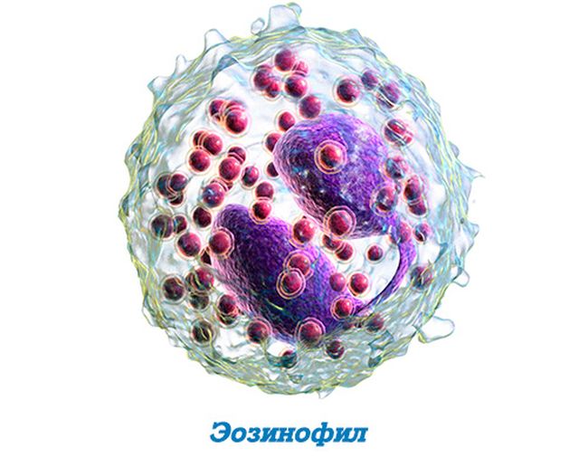 Эозинофилы (один из видов лейкоцитов) – это неделящиеся гранулоциты, которые беспрерывно образуются в костном мозге