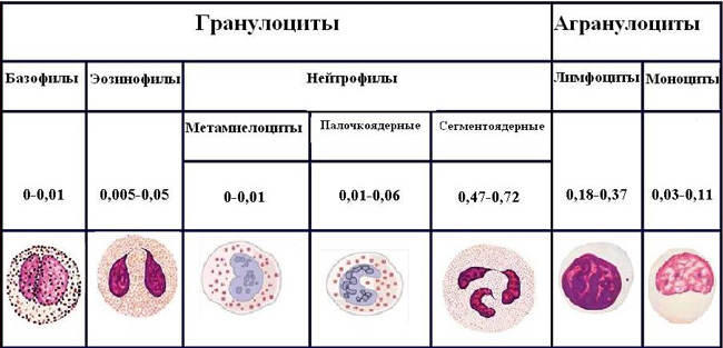 Лейкоцитарная формула