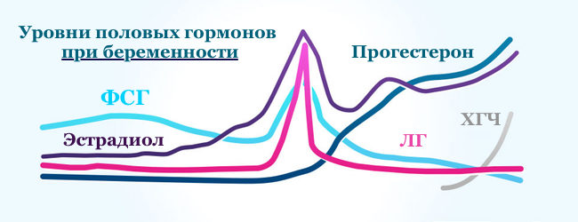 1-я фаза характеризуется ростом уровня эстрадиола и прогестерона, где достигается максимальное значение в день овуляции. Вначале 1ого триместра уровень прогестерона и эстрадиола в крови увеличивается, формирует благоприятные условия для роста эмбриона и предотвращает угрозу выкидыша