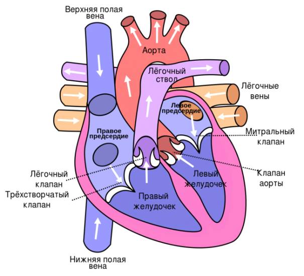 Пролапс митрального клапана – это патология двустворчатого клапана, характеризующаяся пролабированием (провисанием, или патологическим выпячиванием) одной или обеих его створок во время систолического сокращения левого желудочка в сторону левого предсердия