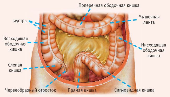 Рак кишечника - это онкологическое заболевание, которое поражает любой из сегментов кишечника