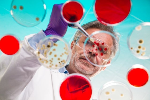 Синегнойная палочка вызывает синегнойную инфекцию с поражением различных органов и систем человека, при этом локализация заболевания зависит от пути проникновения микроба в организм