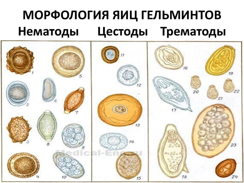 На фото показана морфология яиц гельминтов: Нематоды, Цестоды, Трематоды.