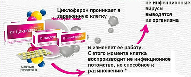 Противовирусное действие Циклоферона