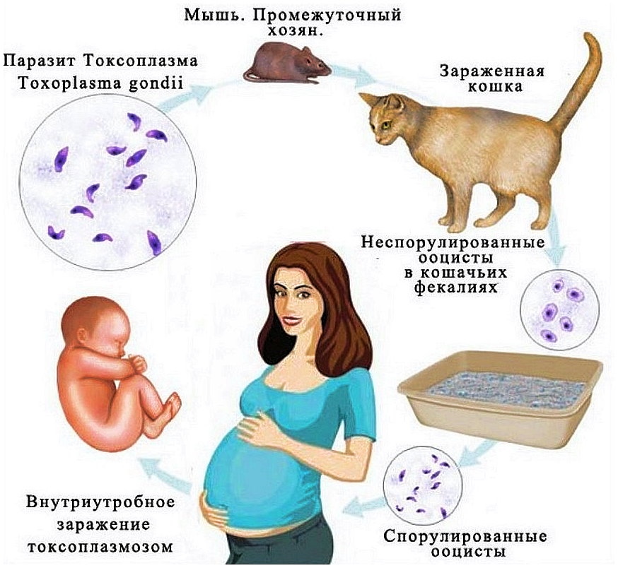 Заражение возможно тремя способами: алиментарно (через почву в ЖКТ, грязные руки, продукты и т.д.), парентерально (через кровь), трансплацентарно (во время беременности)