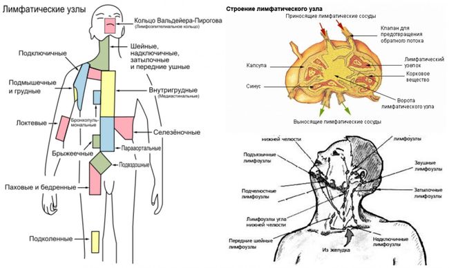 Лимфатические узлы и их строение